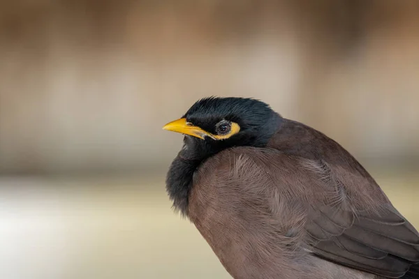 Detailní Záběr Krásné Starling Rozmazaném Pozadí — Stock fotografie