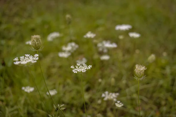 Bloeiende Kant Van Koningin Anne Bloemen Het Groene Gras — Stockfoto