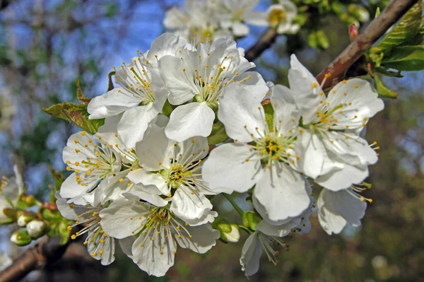 背景がぼんやりしている太陽の光の下で庭での桜のクローズアップ — ストック写真