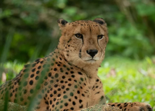 Der Gefleckte Zähflüssige Gepard Liegt Zoo Auf Dem Boden — Stockfoto