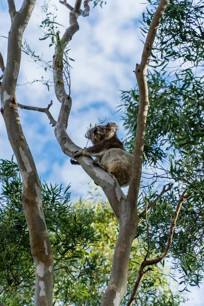 Koala Albero Con Cielo Sullo Sfondo — Foto Stock