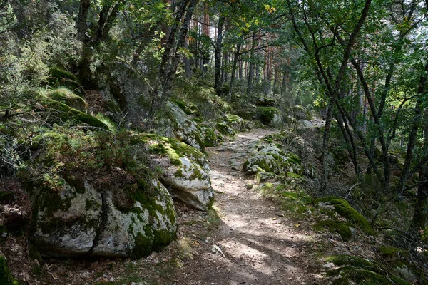 Uno Stretto Sentiero Nel Verde Della Foresta Primavera — Foto Stock