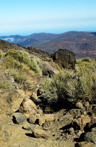 Μια Κάθετη Βλάστηση Στο Όρος Teide Στην Τενερίφη Στις Καναρίους — Φωτογραφία Αρχείου