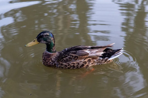 一只美丽的鸭子在湖中游泳 — 图库照片
