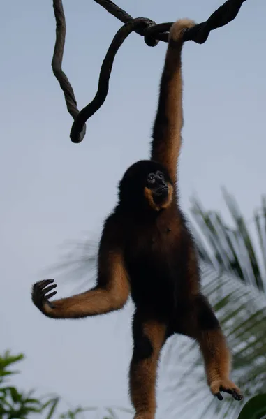 Puszysty Żółtopoliczkowy Gibbon Wiszący Gałęzi Drzewa Zoo — Zdjęcie stockowe