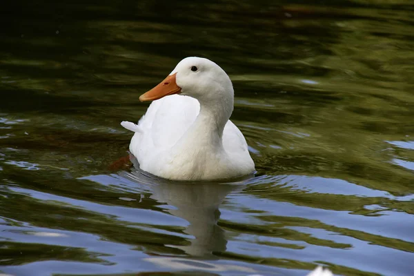 Een Witte Gans Zwemmen Het Meer Het Park — Stockfoto