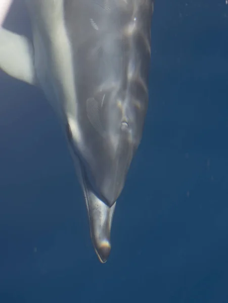 Tiro Vertical Mergulho Golfinho Mar Sob Luz Sol Através Onda — Fotografia de Stock