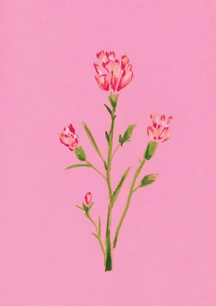 분홍색 배경에 꽃으로 카네이션을 — 스톡 사진