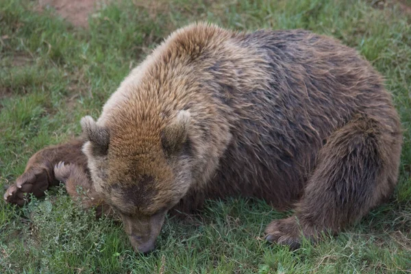 Primer Plano Oso Pardo Bebé Acostado Suelo Zoológico Luz Del —  Fotos de Stock