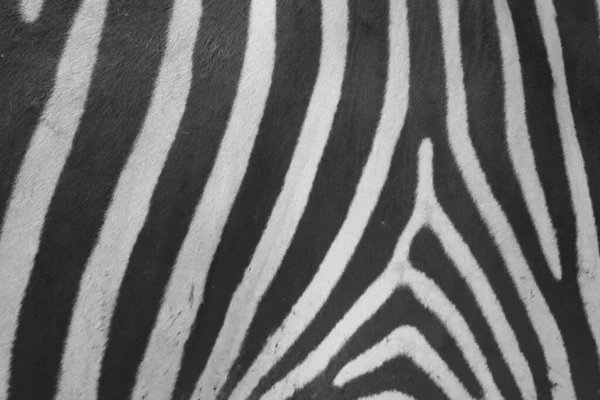 Közelkép Egy Zebra Csíkos Szőrzetéről Szabadban Nappal — Stock Fotó