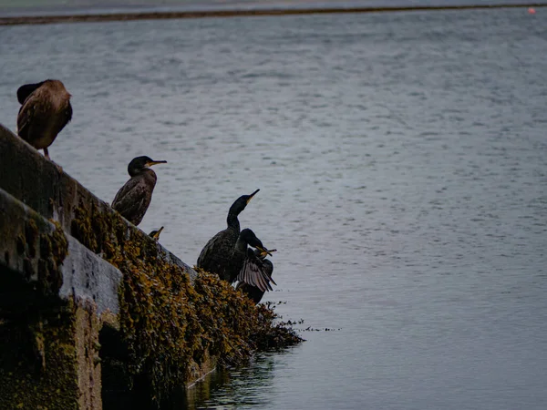 Die Schwarzen Kormoranvögel Auf Der Betonplattform See — Stockfoto