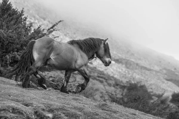 Серый Снимок Лошади Бегущей Холмам Сельской Местности Испании — стоковое фото
