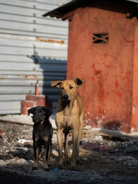 Вибірковий Фокус Знімка Коричневих Чорних Собак Стоять Перед Помаранчевою Будівлею — стокове фото