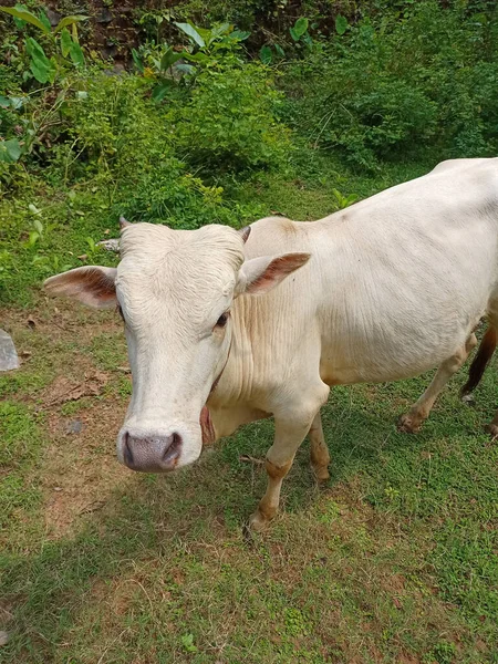 Cute White Cow Rural Far — Stock Photo, Image