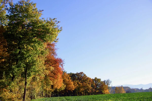 Kolorowe Liście Drzewach Skraju Lasu Słoneczny Jesienny Dzień — Zdjęcie stockowe