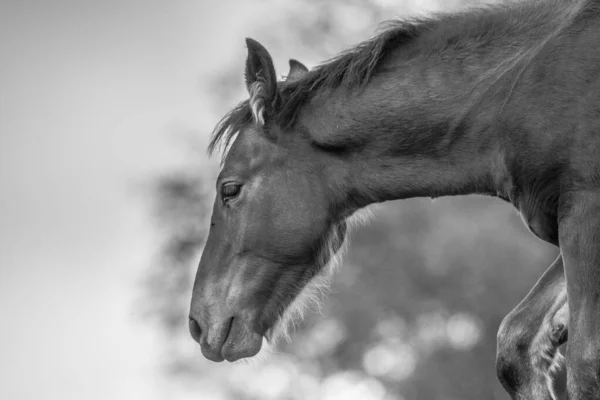 Grayscale Portrait Horse Field Countryside Spain — Stock Photo, Image