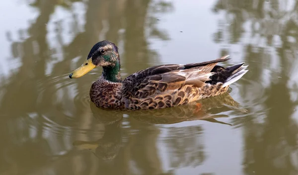 Krásná Kachna Koupající Jezeře — Stock fotografie