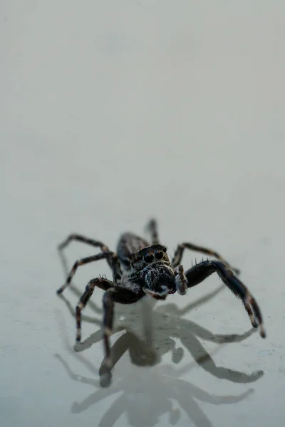 Uma Aranha Salto Preto Superfície Branca — Fotografia de Stock