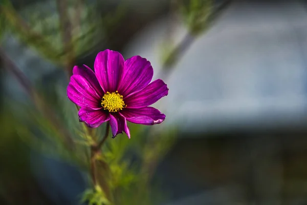 Селективный Снимок Фиолетового Цветущего Растения Саду — стоковое фото