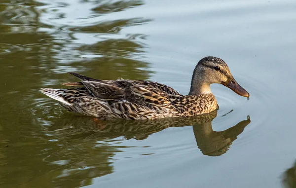 Beau Canard Nageant Dans Lac — Photo