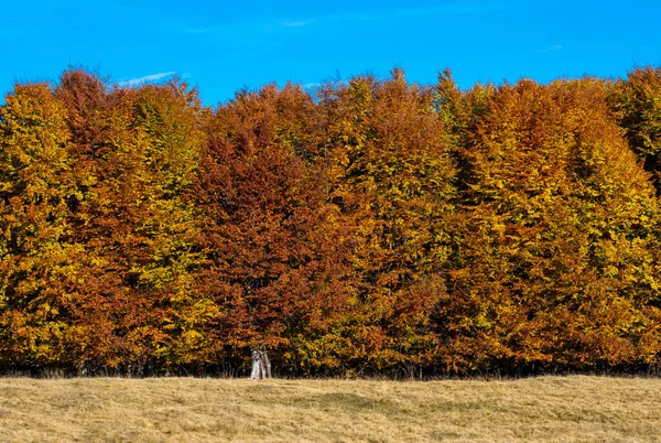 Malowniczy Widok Bujnych Drzew Jesiennych Kolorach Lesie Liściastym — Zdjęcie stockowe