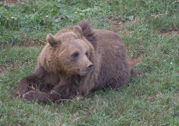 Primer Plano Oso Pardo Bebé Acostado Suelo Zoológico Luz Del — Foto de Stock