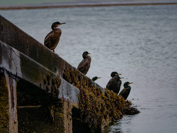 Pássaros Cormorant Pretos Pousando Plataforma Concreto Lago — Fotografia de Stock