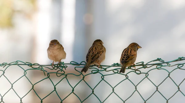 Μια Επιλεκτική Φωτογραφία Τρία Σπουργίτια Σκαρφαλωμένα Στο Φράχτη — Φωτογραφία Αρχείου