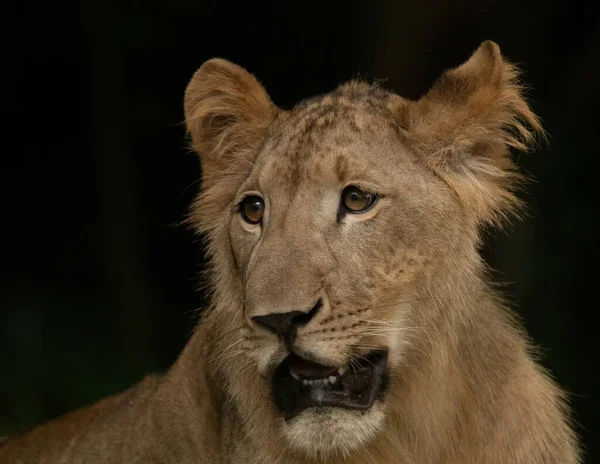 Furry Vicious Big Lioness Zoo — Stock Photo, Image