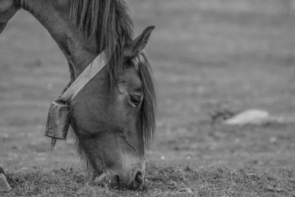 Plan Niveaux Gris Cheval Broutant Dans Champ Lumière Jour Espagne — Photo