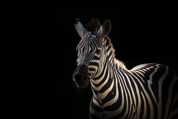 Ein Zebra Isoliert Auf Einem Dramatischen Schwarzen Hintergrund — Stockfoto