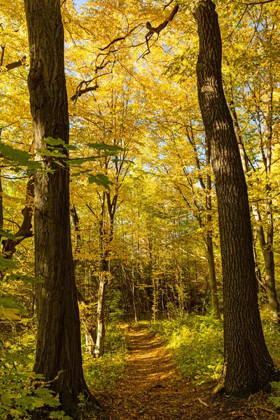 Egy Függőleges Lövés Gyönyörű Őszi Erdő Arany Lombozat — Stock Fotó