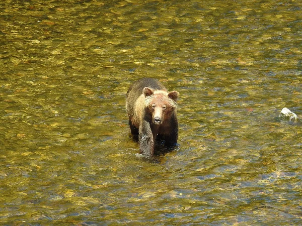 Urso Molhado Marrom Solitário Água — Fotografia de Stock