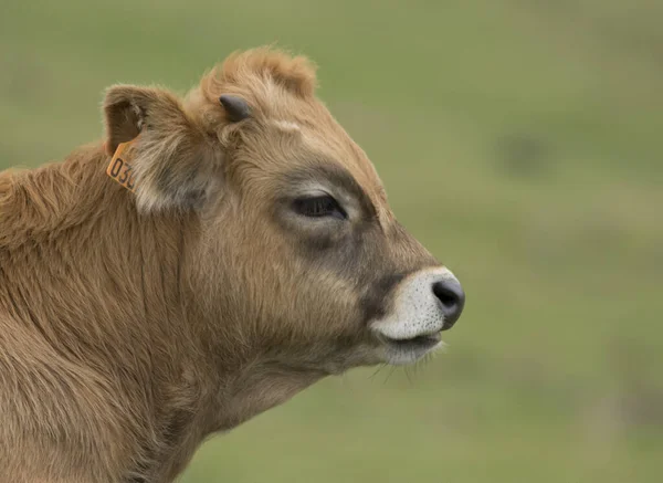 Portrét Hnědé Krávy Venkově Baskicku Španělsko — Stock fotografie