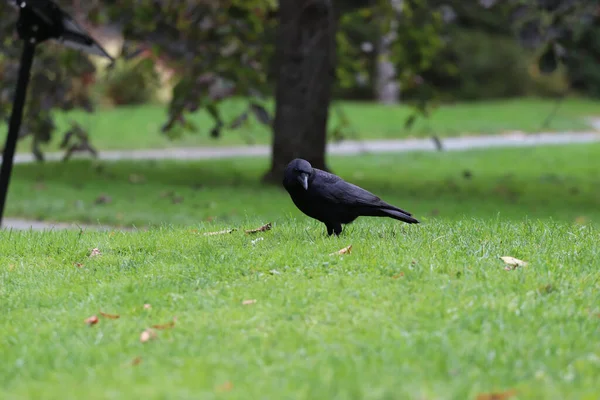 Egy Közönséges Holló Áll Zöld Fűben Parkban — Stock Fotó