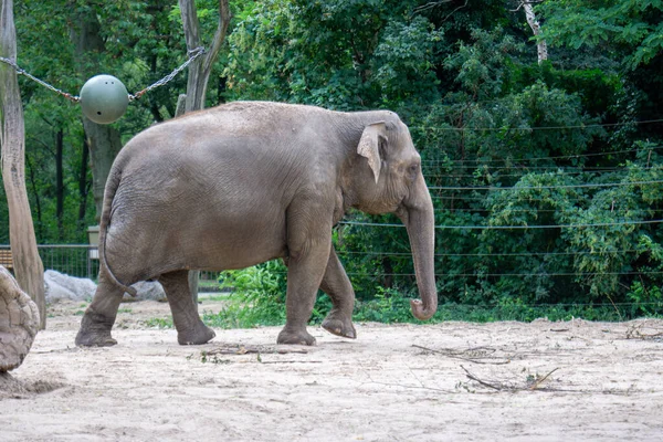 Ogromny Słoń Zoo — Zdjęcie stockowe