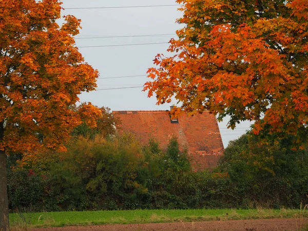 2本のカエデの木が並ぶ赤瓦の屋根 — ストック写真
