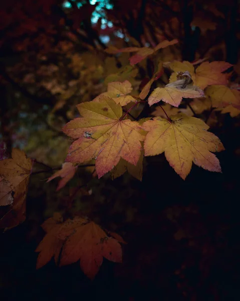 Eine Malerische Aufnahme Eines Herbstwaldes Und Bäumen Mit Gelben Und — Stockfoto
