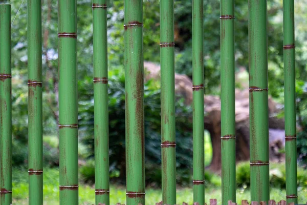 Zielony Bambusowy Płot Zoo — Zdjęcie stockowe