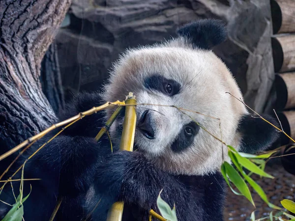 可爱的熊猫在公园里的生活 吃饭的时候可以近距离观看 — 图库照片