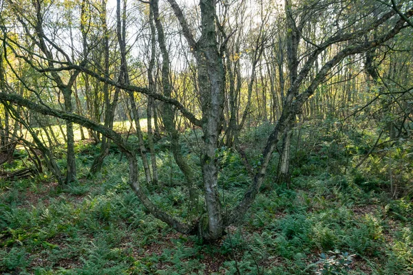 Een Schilderachtig Uitzicht Oude Bomen Het Bos — Stockfoto