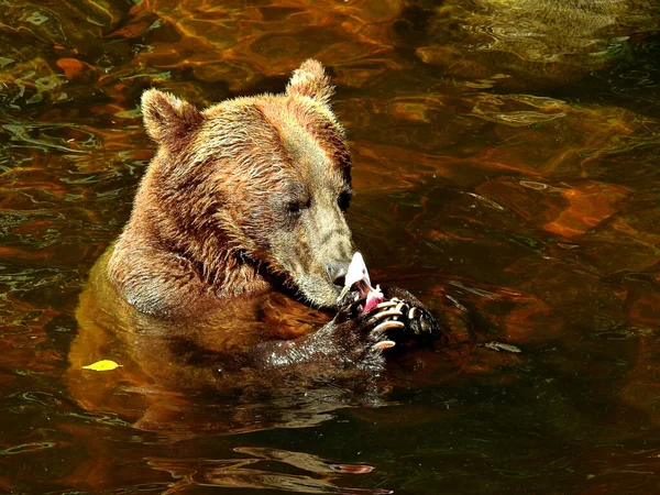 Close Urso Marrom Molhado Água Segurando Peixe — Fotografia de Stock