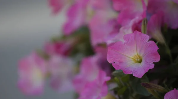 Μια Επιλεκτική Εστίαση Των Ροζ Λουλουδιών Πετούνια Που Αναπτύσσονται Στον — Φωτογραφία Αρχείου