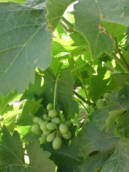 Una Toma Vertical Uvas Verdes Inmaduras Una Vid — Foto de Stock