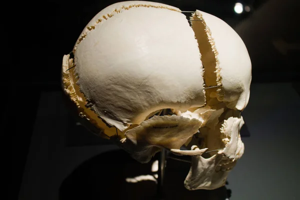 Primer Plano Esqueleto Artificial Museo —  Fotos de Stock