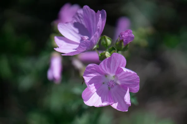 Selektywny Mallow Kwiaty Ogrodzie — Zdjęcie stockowe