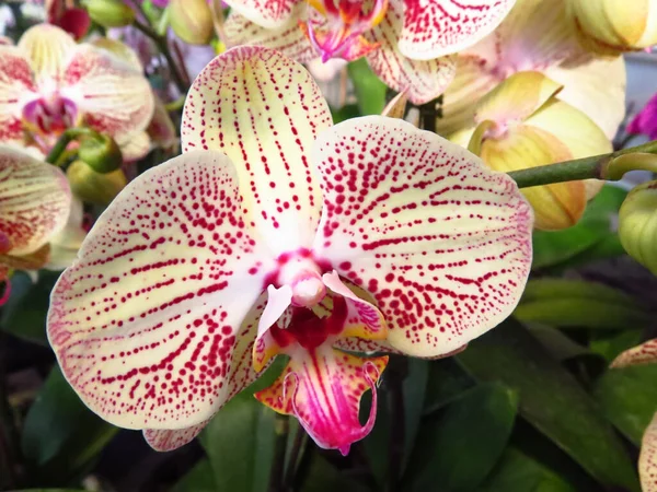 Tiro Close Belas Orquídeas Brancas — Fotografia de Stock