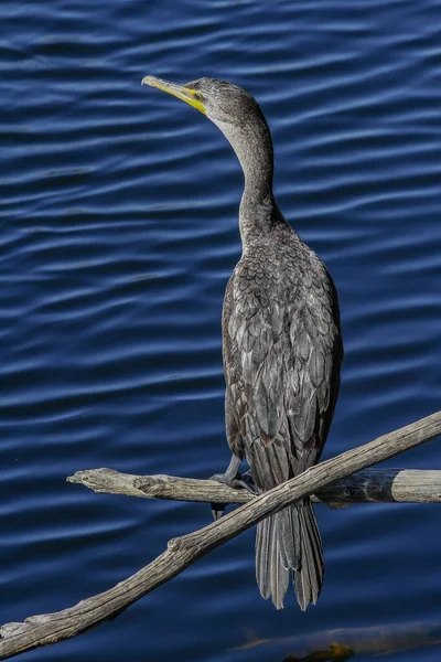 The vertical shot of the water bird isolated in blue wave background