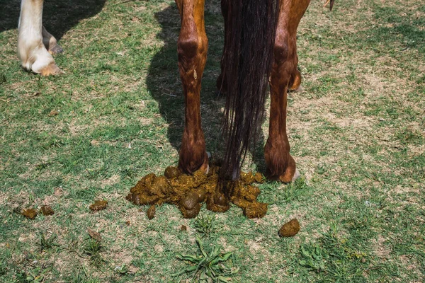 Back View Bay Horse Pooping Field — Stock Photo, Image