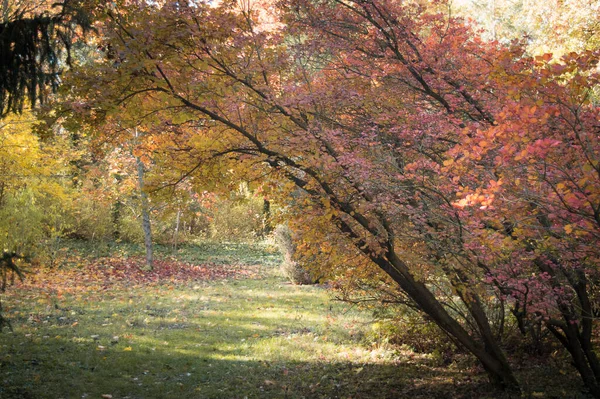 Лес Красочными Деревьями Кустарниками Осенью — стоковое фото